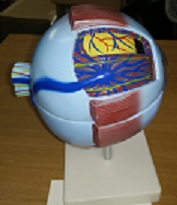 Human Eye Model
