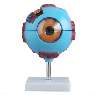 Budget Eye Model