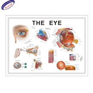 Eye Anatomy Chart - Embossed